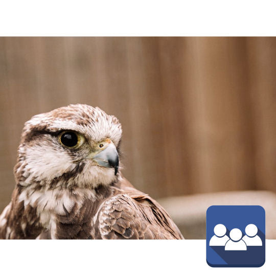 International Falconry Forum