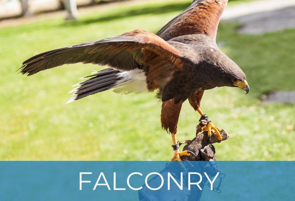 Buy your falconry leather and supplies from UK stockist Identity Leathercraft