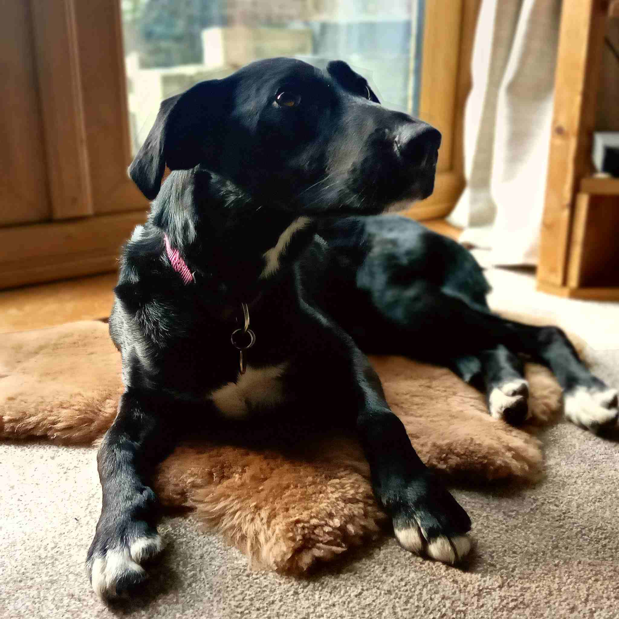 Cassie the dog lying on a small luxury pile wool sheepskin remnant scrap piece from Identity Leathercraft (UK Leather supplier)