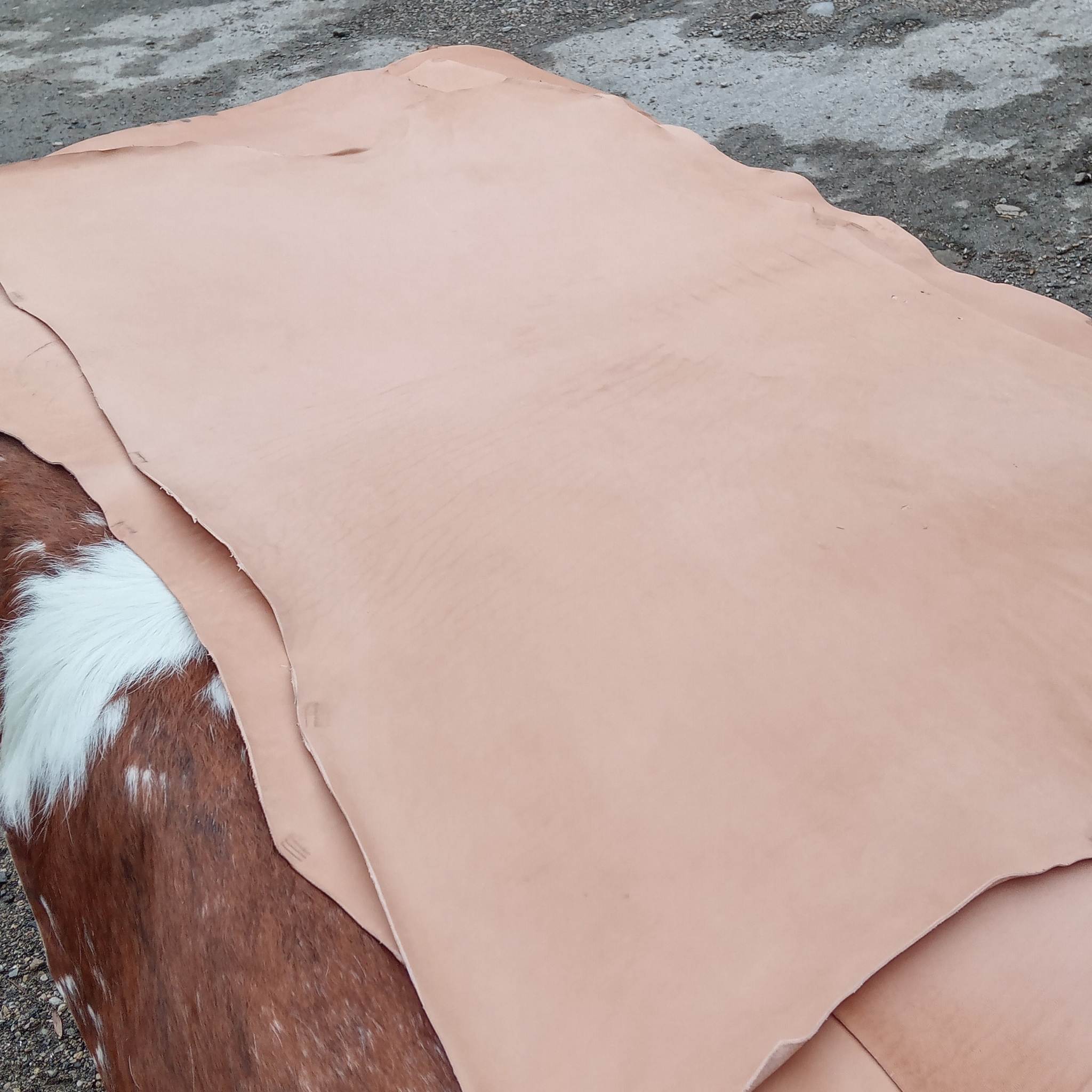Authentic, heritage UK tanned leather for a more mellow feel. It has subtle characteristics and will dye, colour and polish to give a lovely effect.  This leather can be dyed, stamped and tooled, and wet formed. 