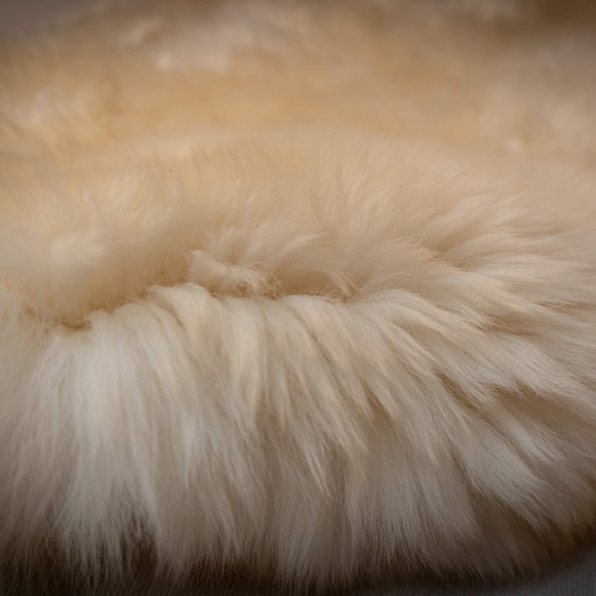 Natural wool sheepskin, large size, premium grade, beautiful and heavy with deep pile and good shape.